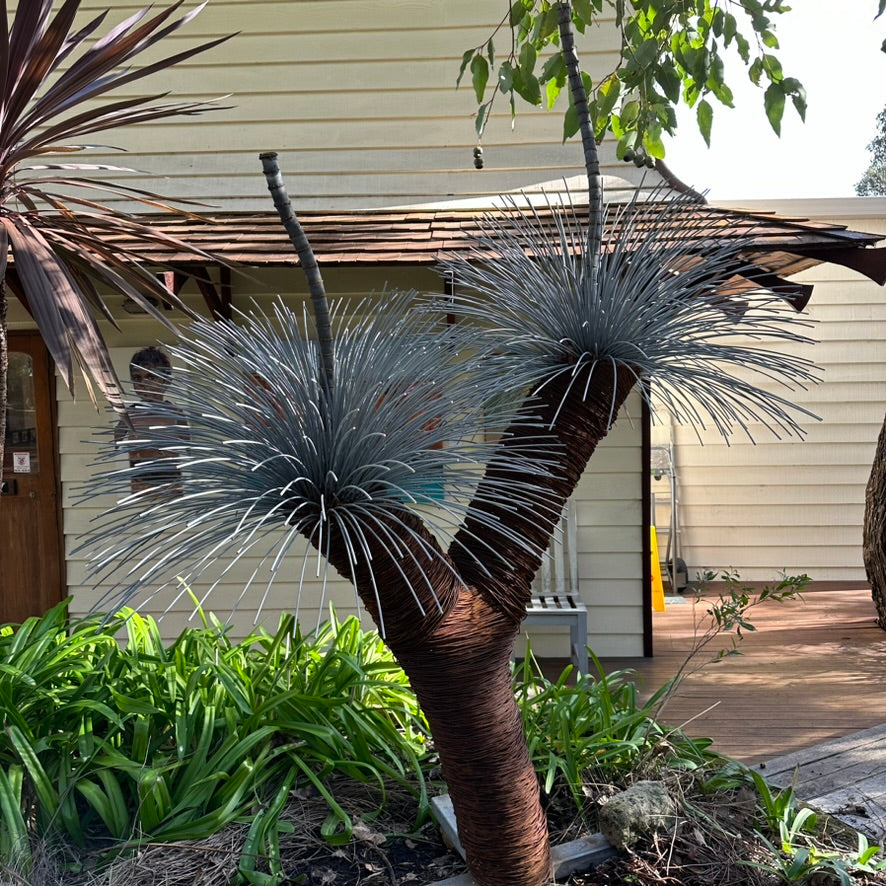 Grass Tree IV