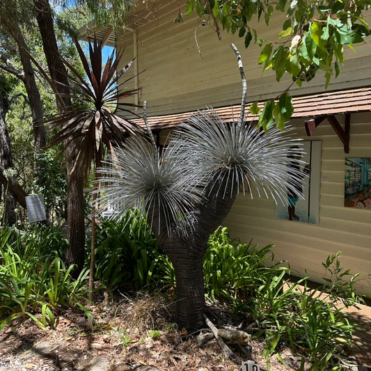 Grass Tree VIII