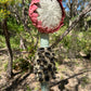 Seed Pod Totem V