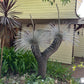 Grass Tree VII