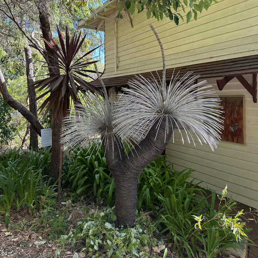 Grass Tree VII