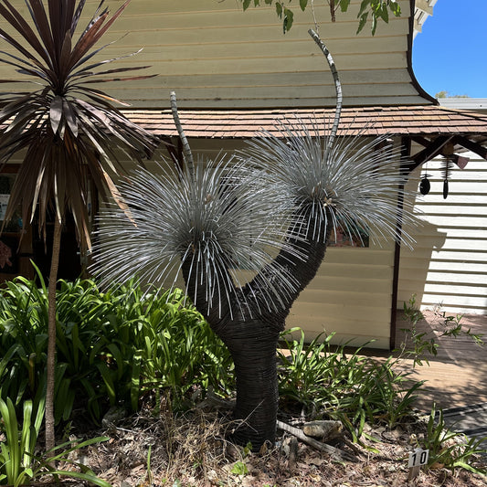 Grass Tree VIII