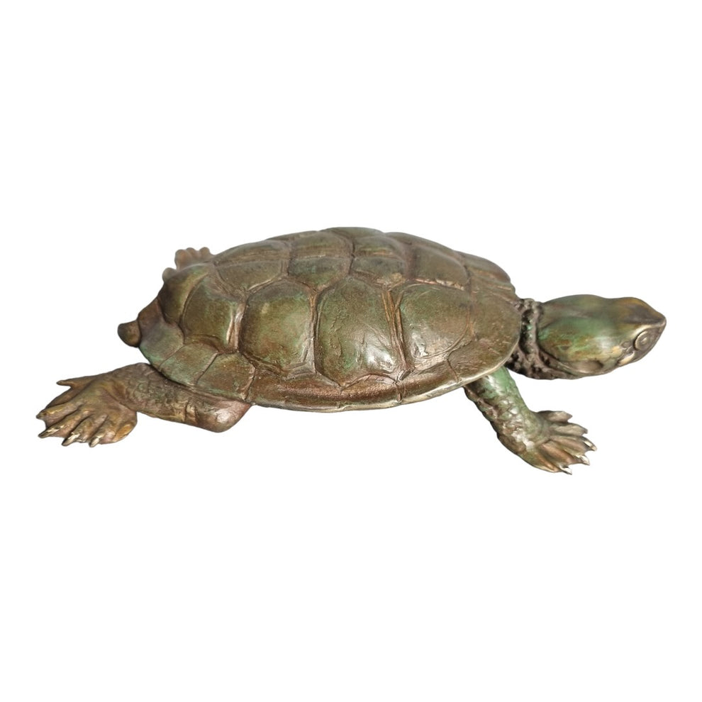 Western Swamp Turtle - Exhibition Nov 2023 – Yallingup Galleries